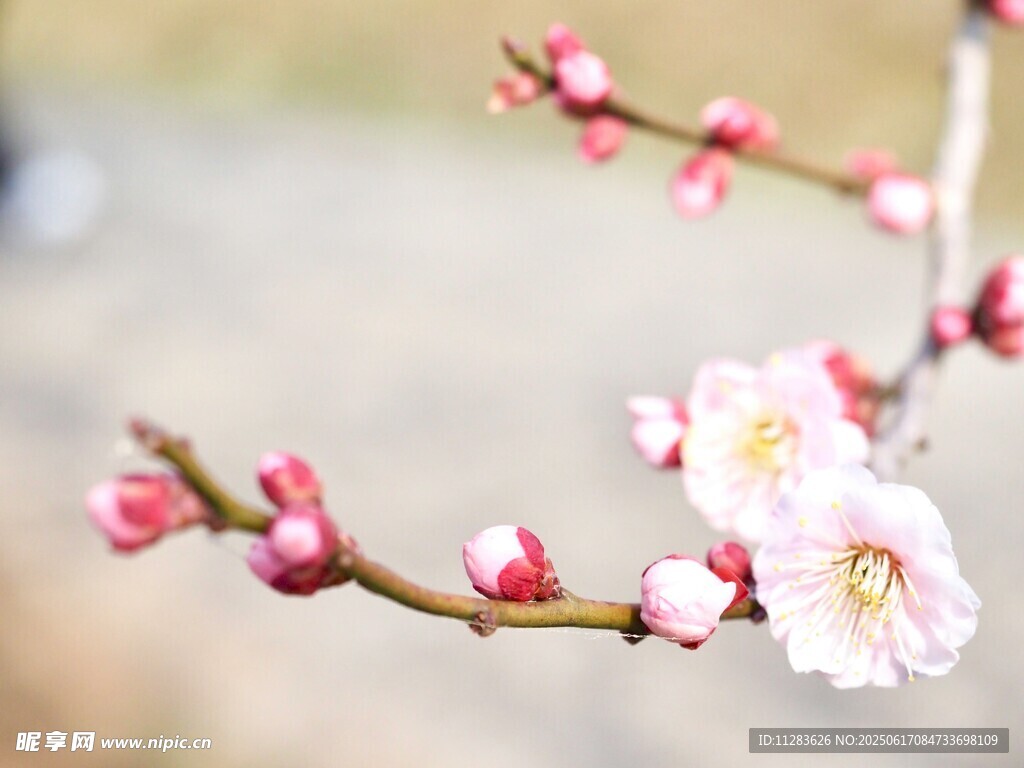 枝头绽放的粉嫩梅花