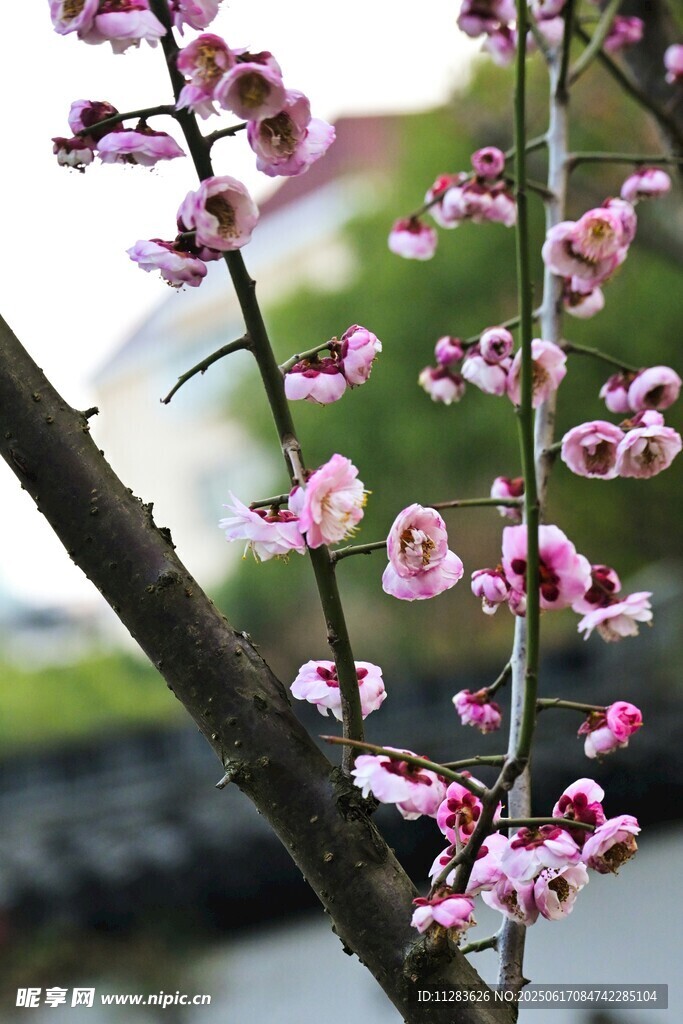 枝头绽放的梅花