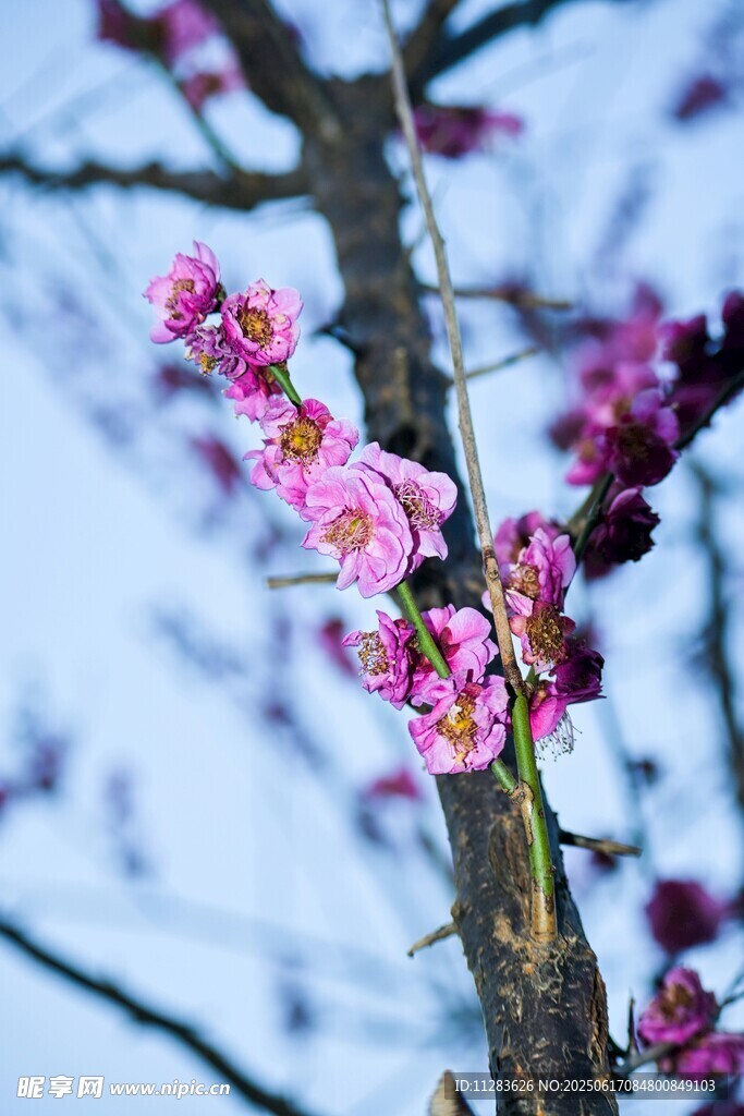 枝头绽放的粉嫩桃花