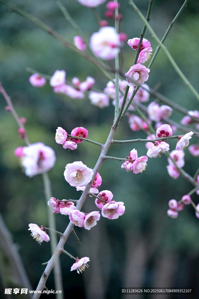 枝头绽放的粉嫩梅花