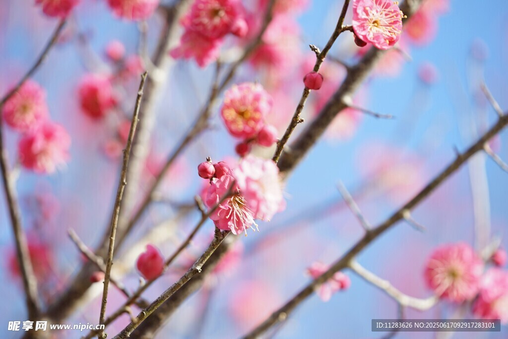 枝头绽放的粉嫩梅花