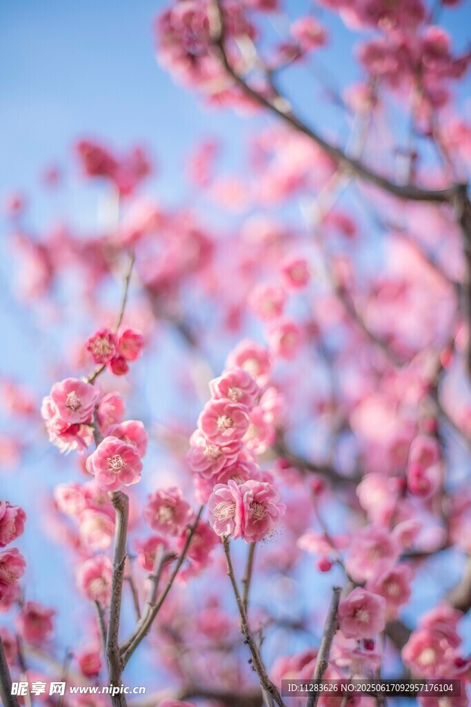 枝头绽放的粉嫩梅花