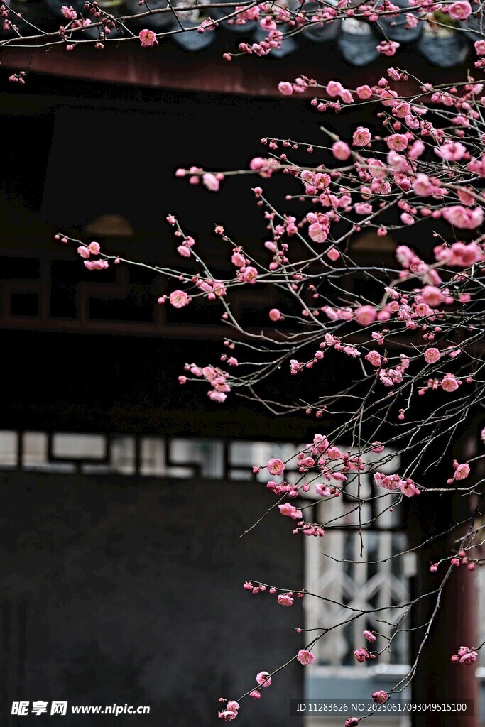 古宅旁绽放的梅花