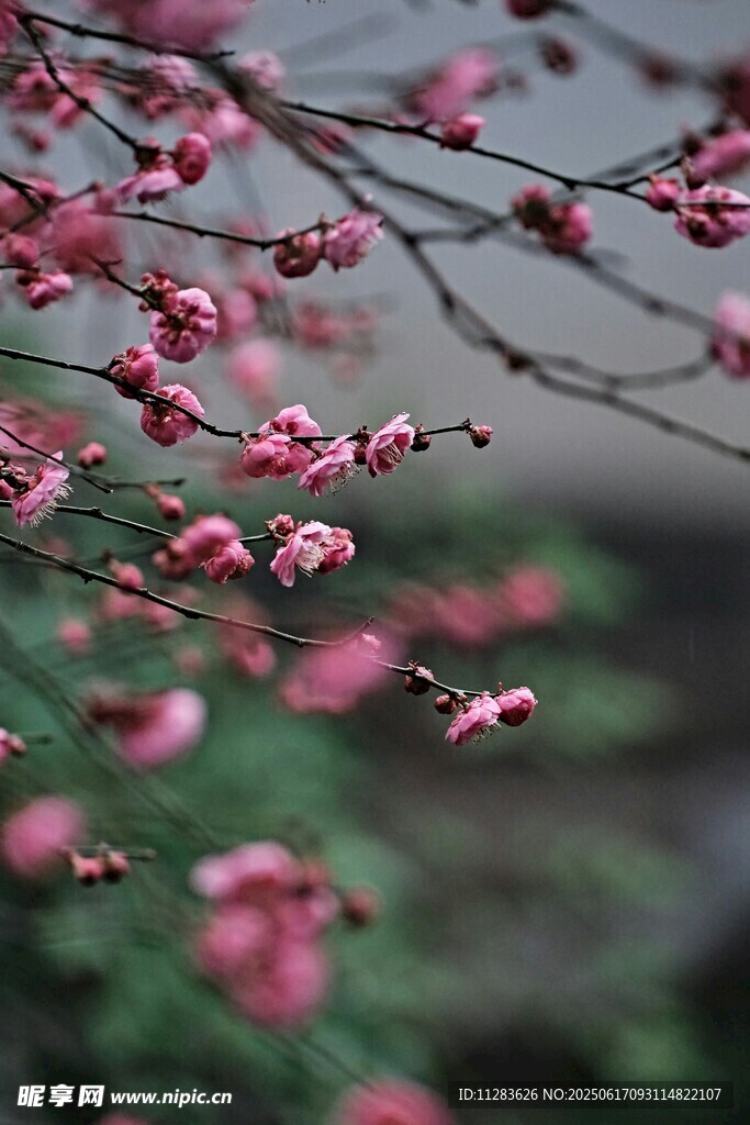 枝头绽放的娇艳梅花