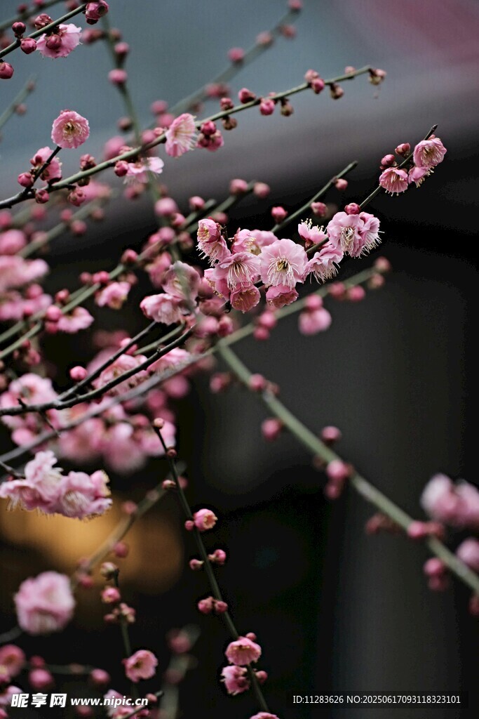 枝头绽放的粉嫩桃花