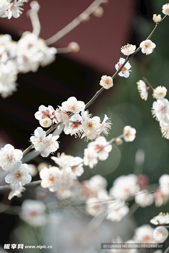 枝头绽放的素雅白梅花