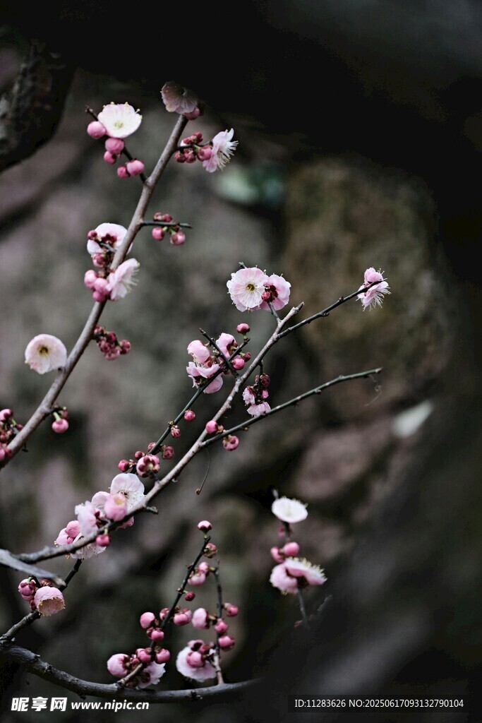 枝头绽放的粉嫩梅花