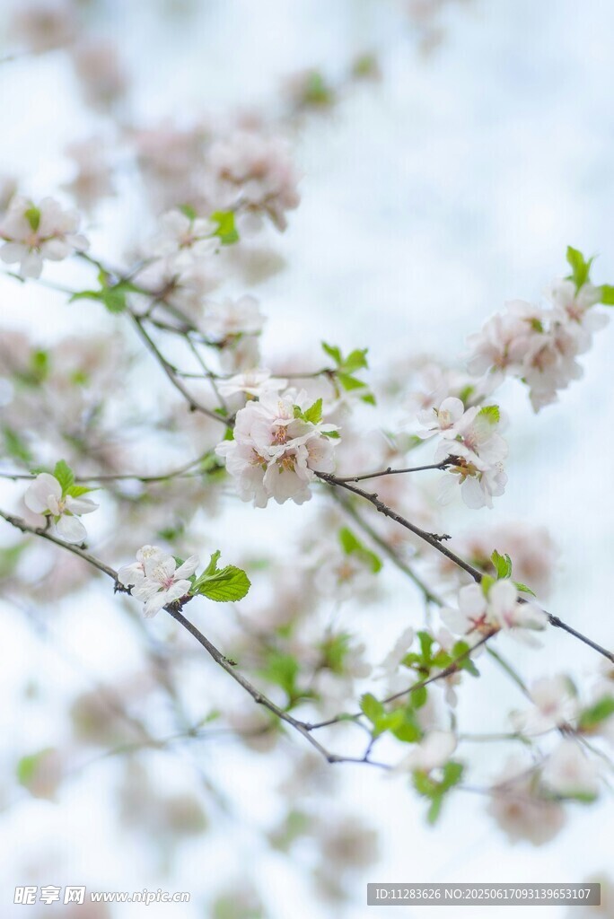 春日绽放的梅花