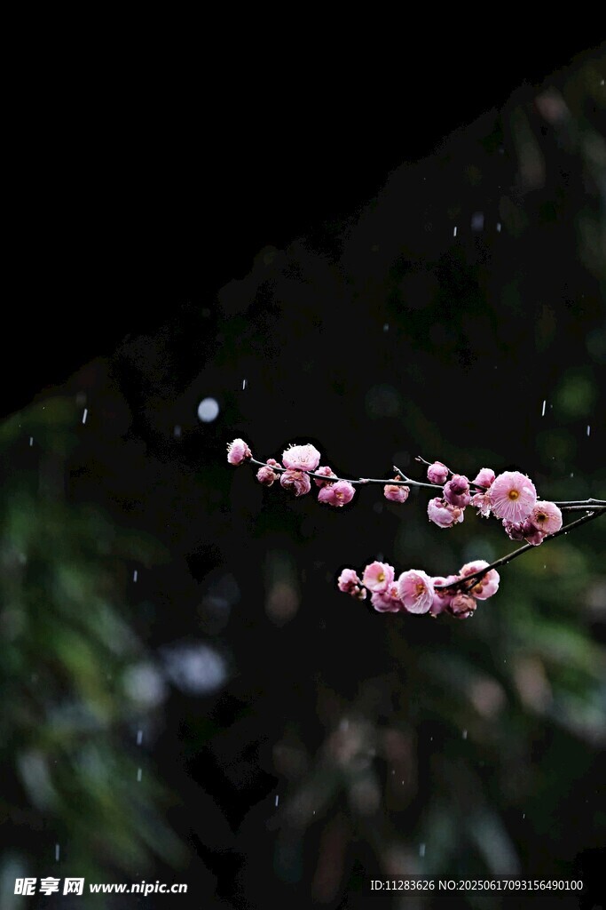 枝头绽放的粉嫩梅花