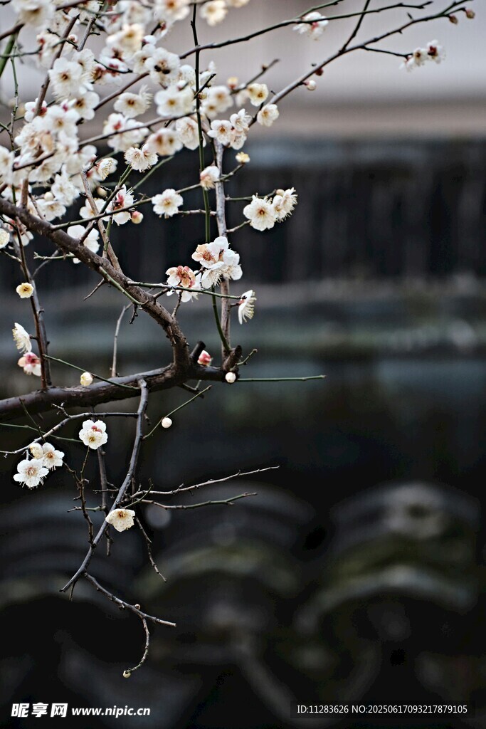 枝头绽放的素雅白色梅花
