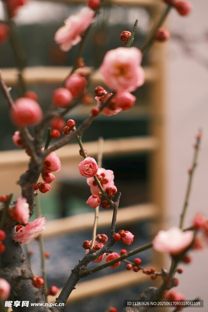 枝头绽放的粉嫩梅花