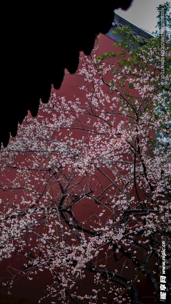 红墙旁盛开的梅花