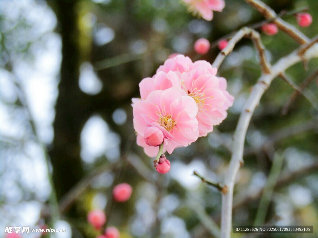 娇艳粉色梅花枝头绽放