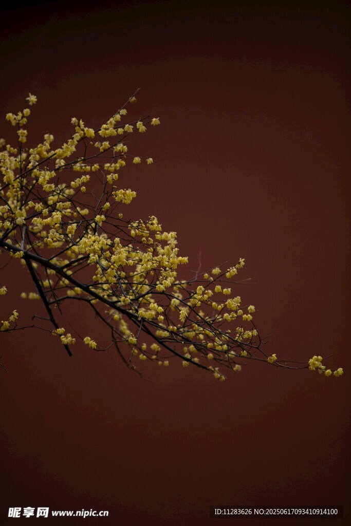 金黄梅花