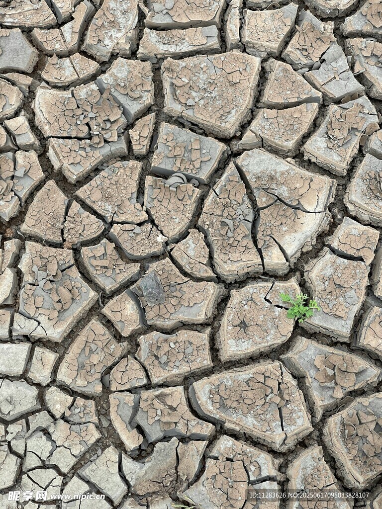 干裂土地现生机