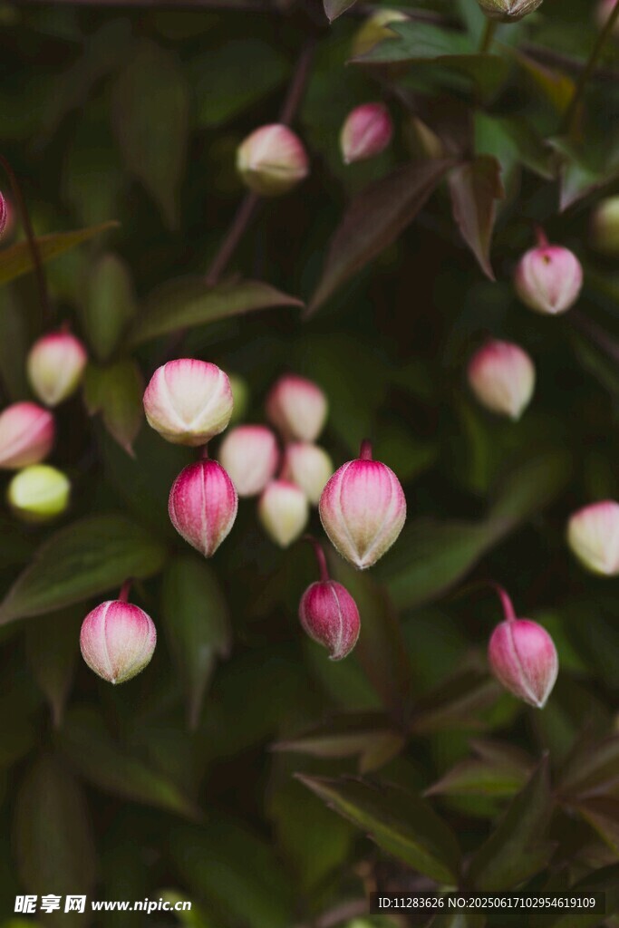 粉色花苞点缀绿叶间