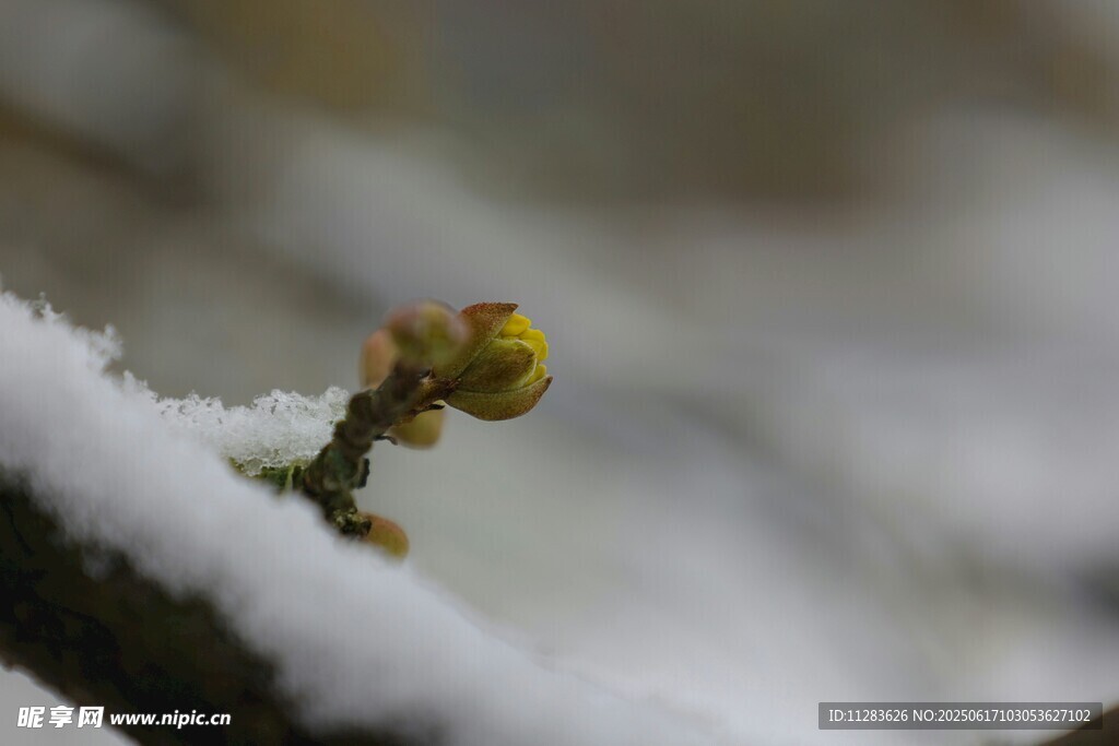 雪中绽放的黄色小花