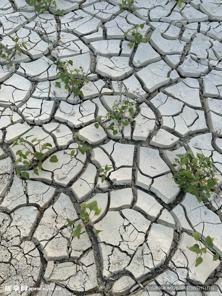 干裂土地上的顽强绿意