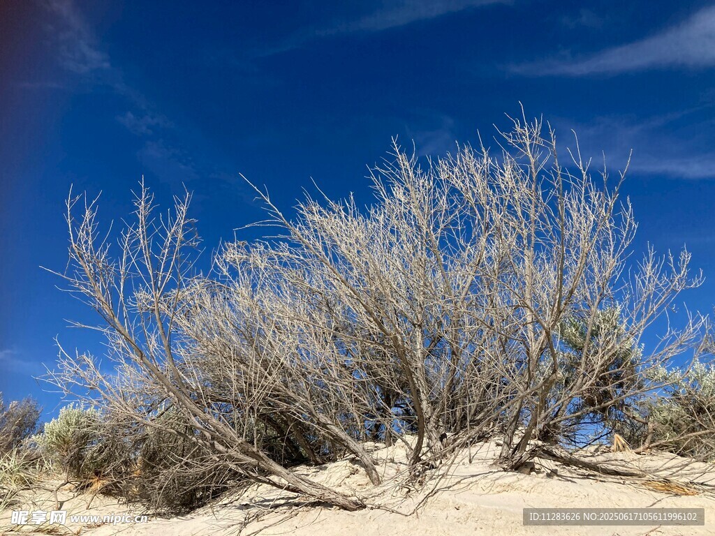 沙漠中的枯灌木丛