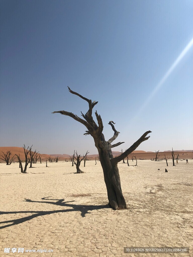 沙漠枯树