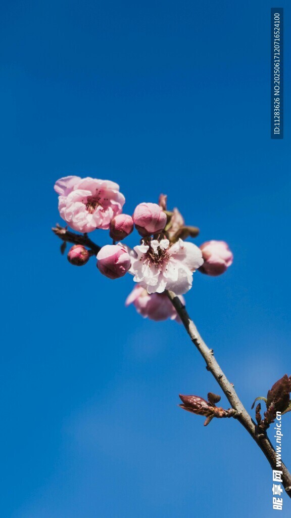 蓝天映衬下的娇艳樱花