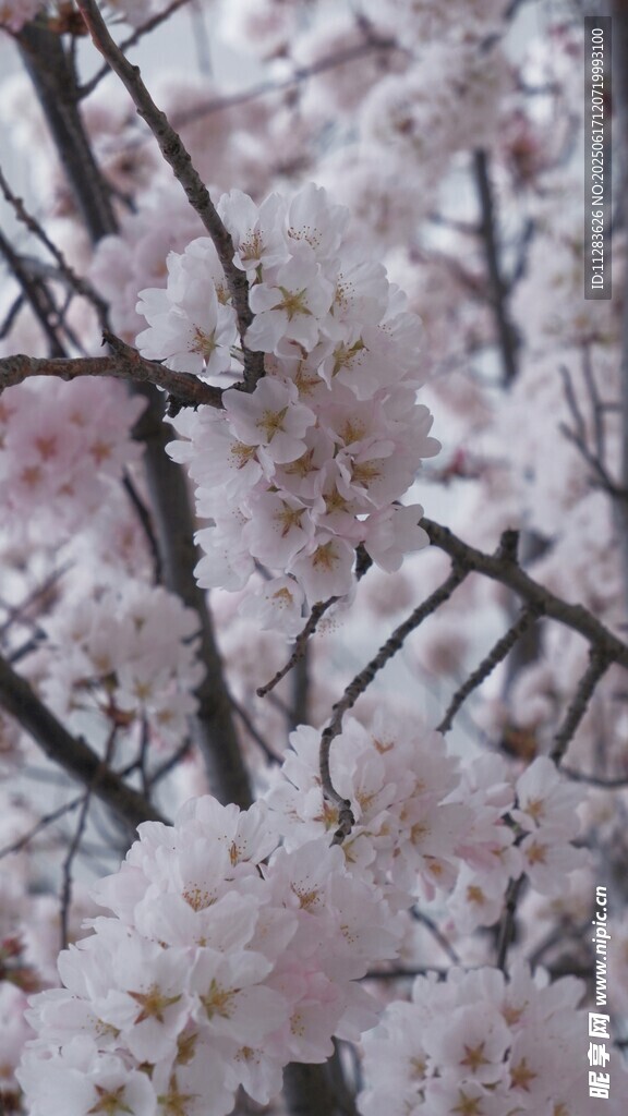 烂漫樱花枝头绽放