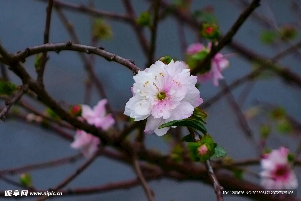 枝头绽放的粉嫩梅花
