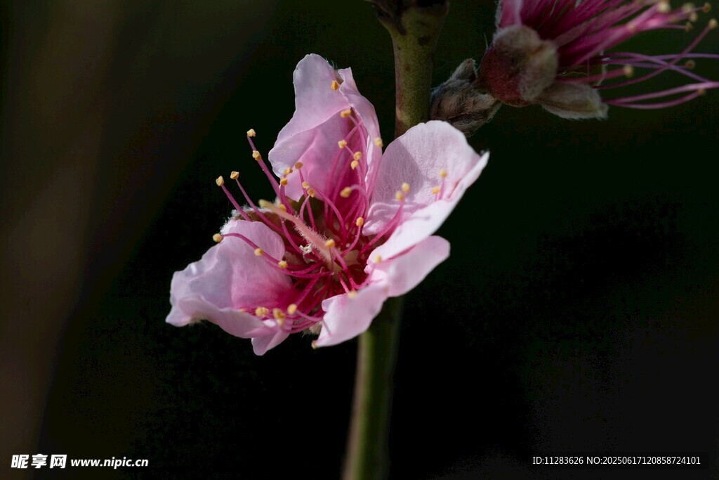 娇艳粉色桃花特写