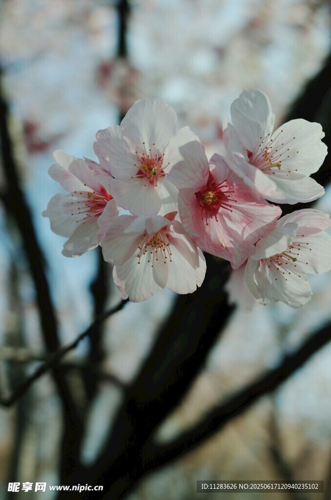 枝头绽放的粉嫩梅花