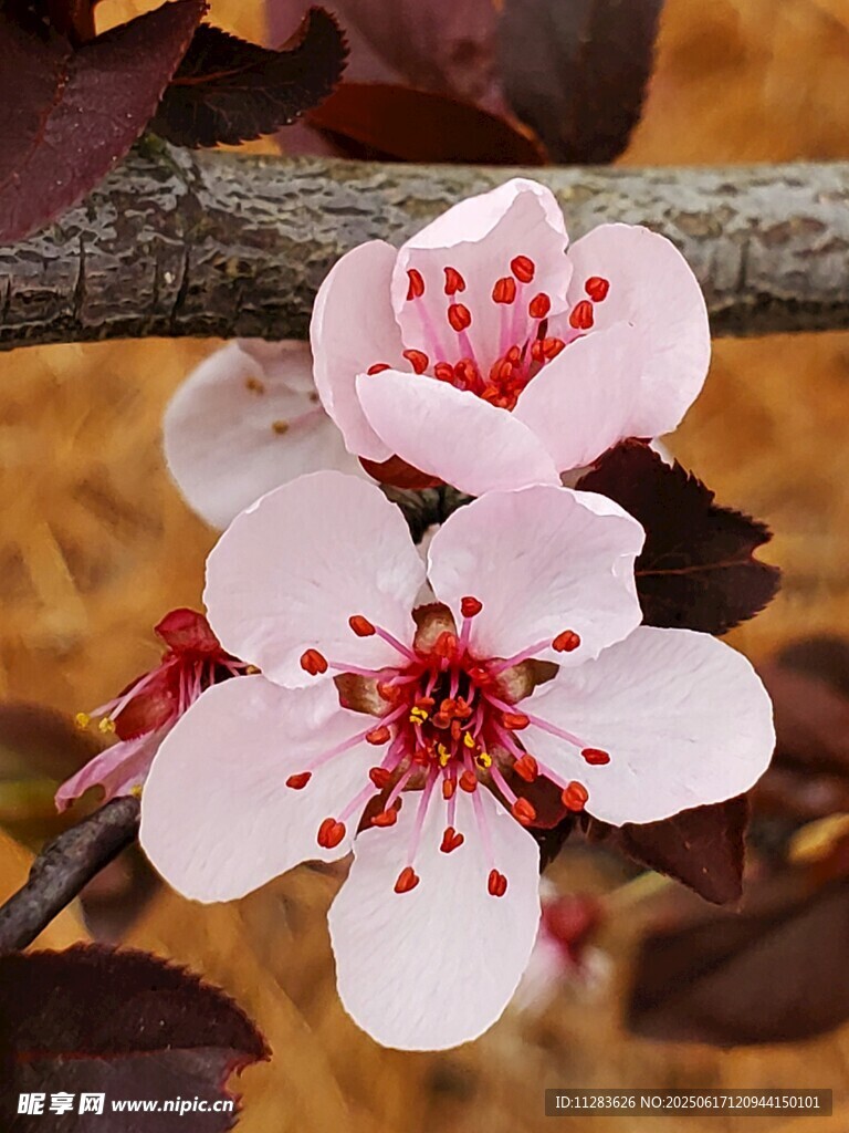 娇艳绽放的粉色梅花