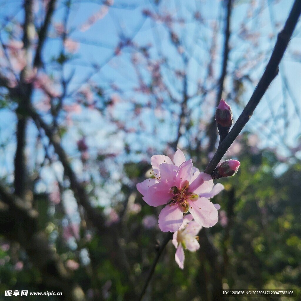 枝头绽放的粉嫩桃花