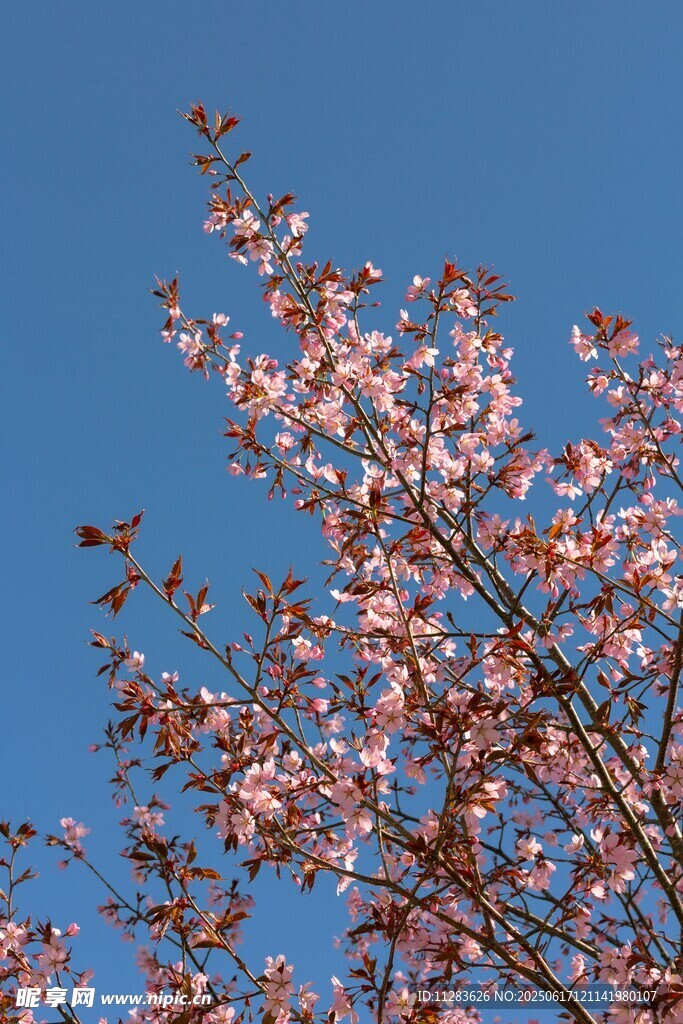 蓝天映衬下的烂漫樱花