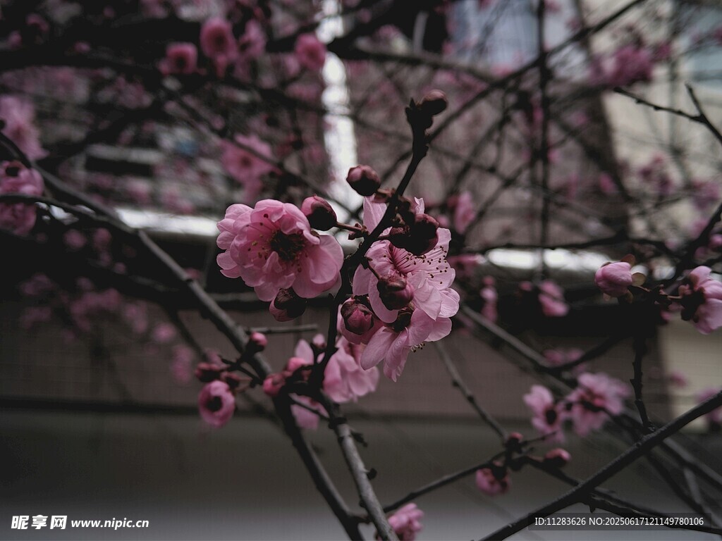 枝头绽放的娇艳粉色梅花