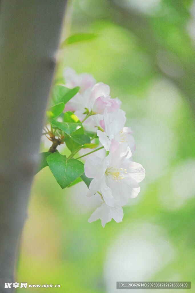 枝头绽放的粉嫩苹果花