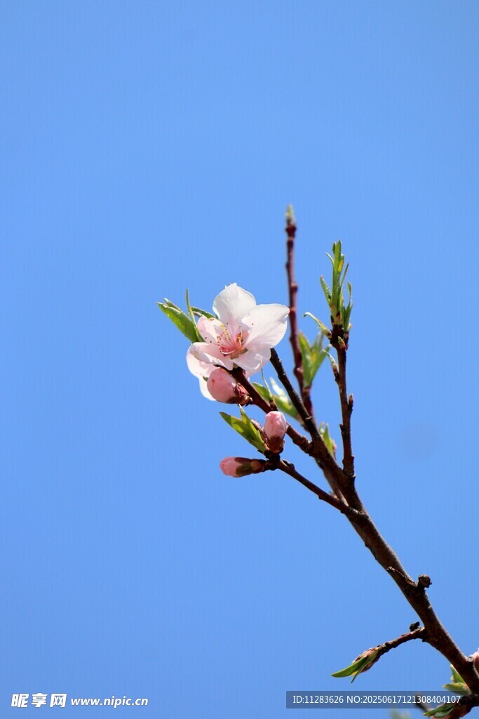 蓝天映衬下的娇艳桃花