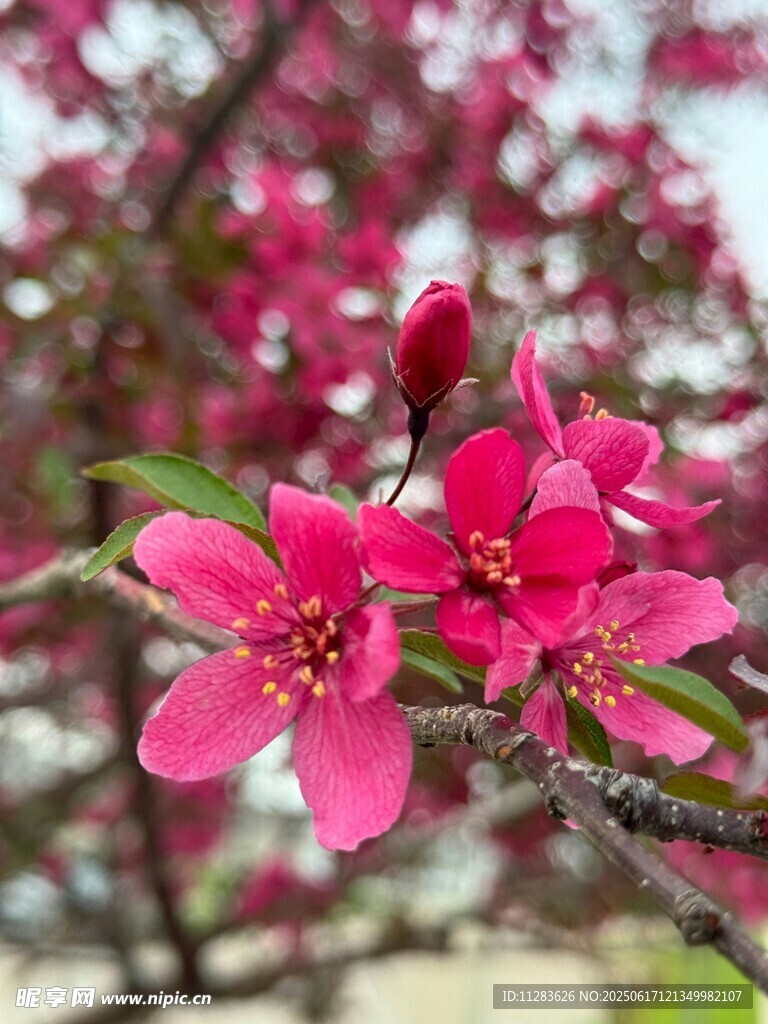 娇艳盛开的粉色海棠花
