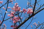 蓝天映衬下的粉嫩梅花