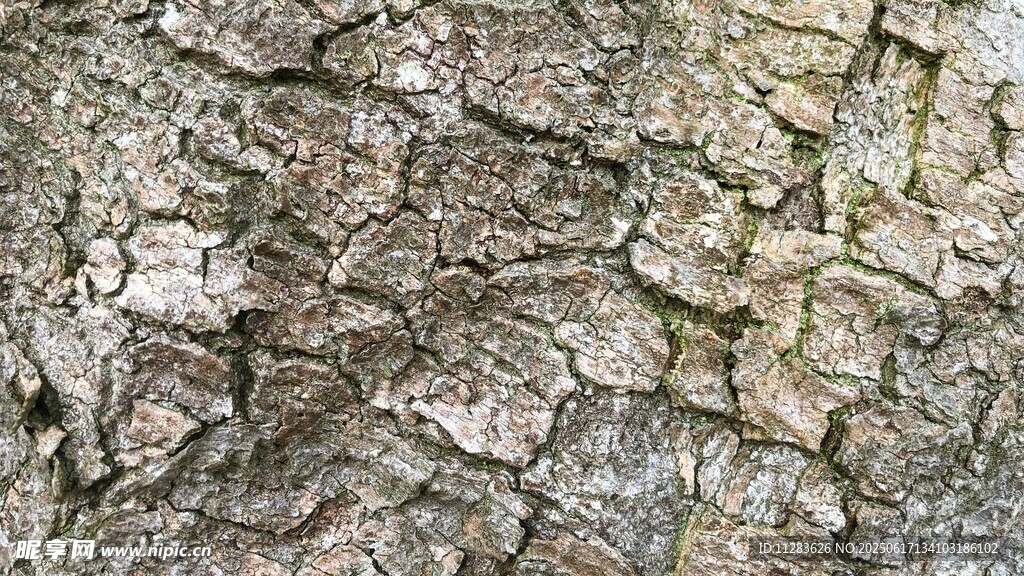 树皮纹理特写
