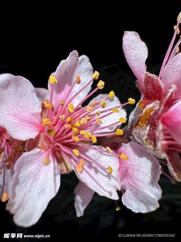 娇艳绽放的粉色桃花