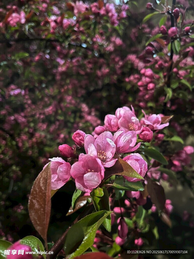 娇艳粉色海棠花绽放