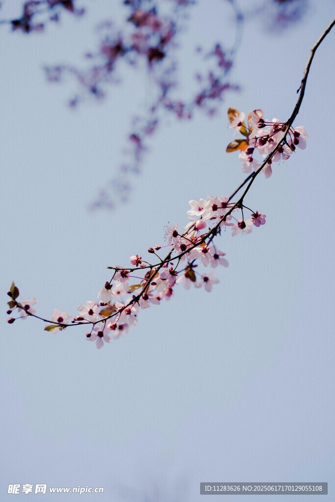 枝头绽放的粉嫩樱花