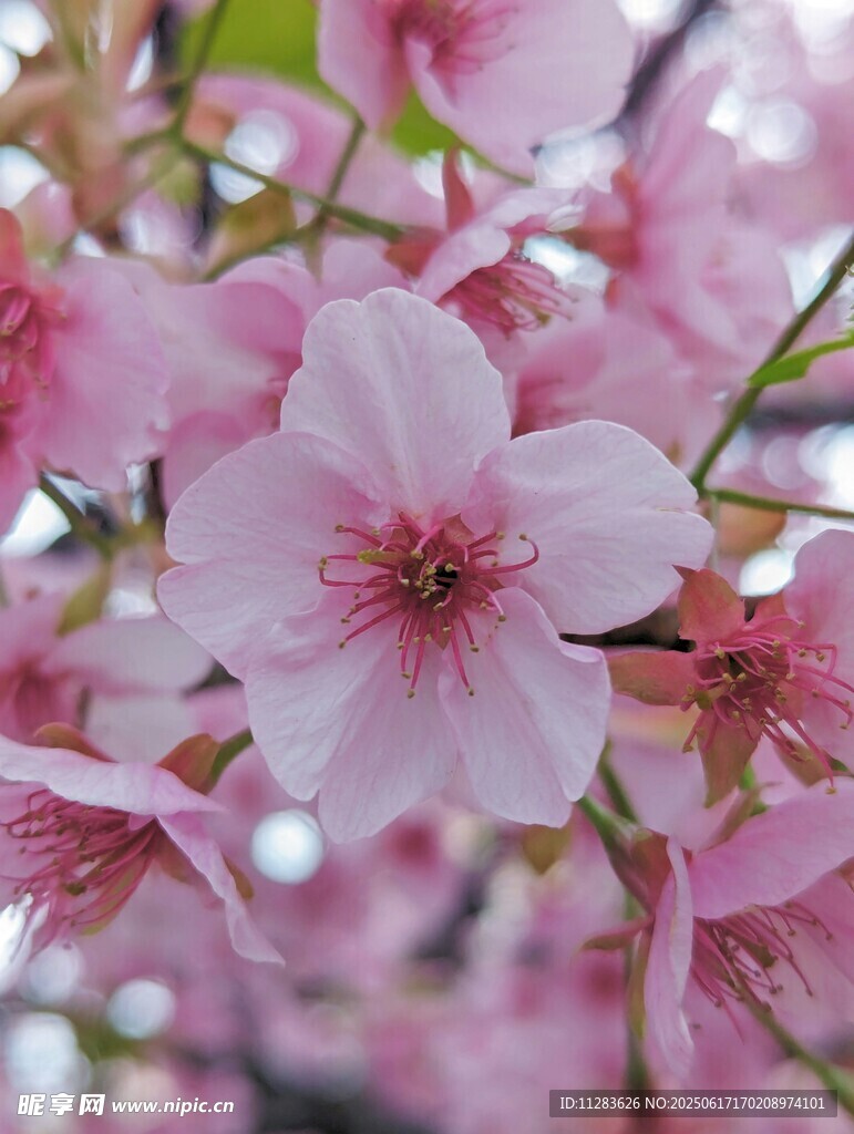 娇艳绽放的粉嫩樱花