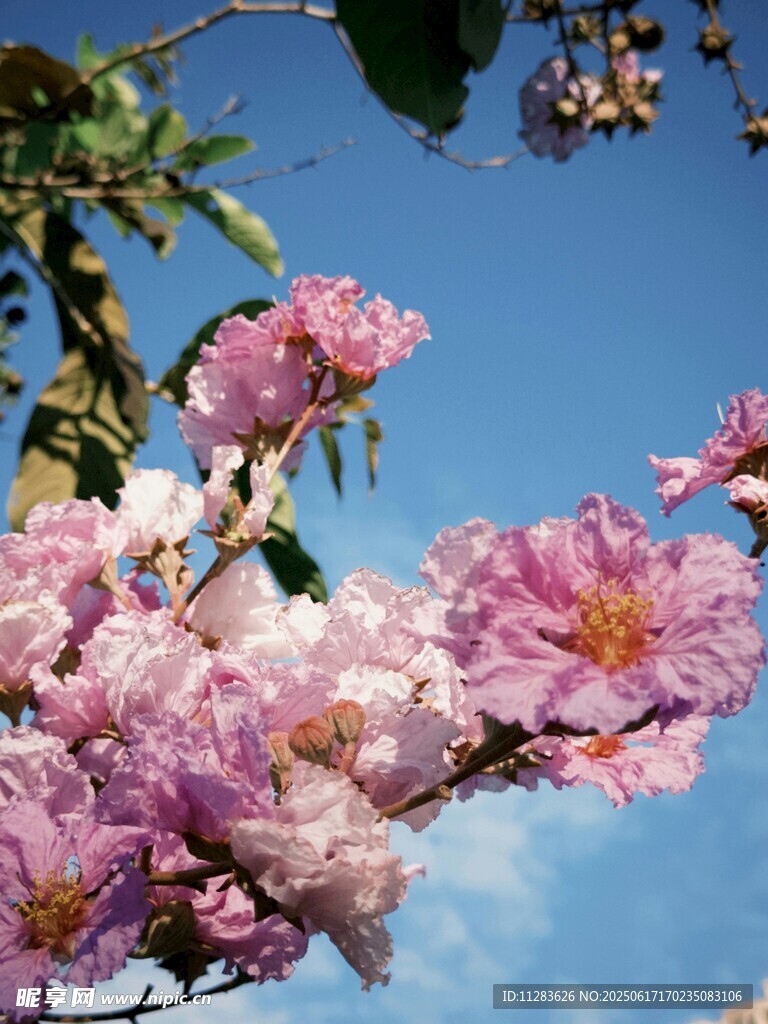枝头绽放的樱花