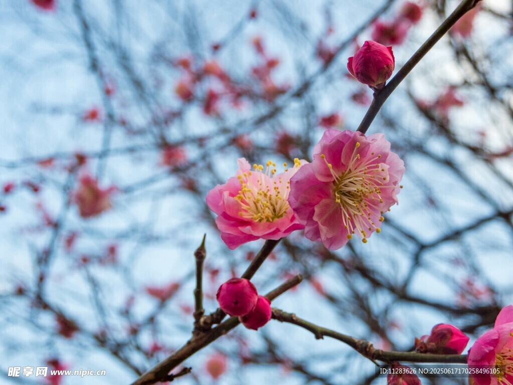 枝头绽放的粉嫩梅花