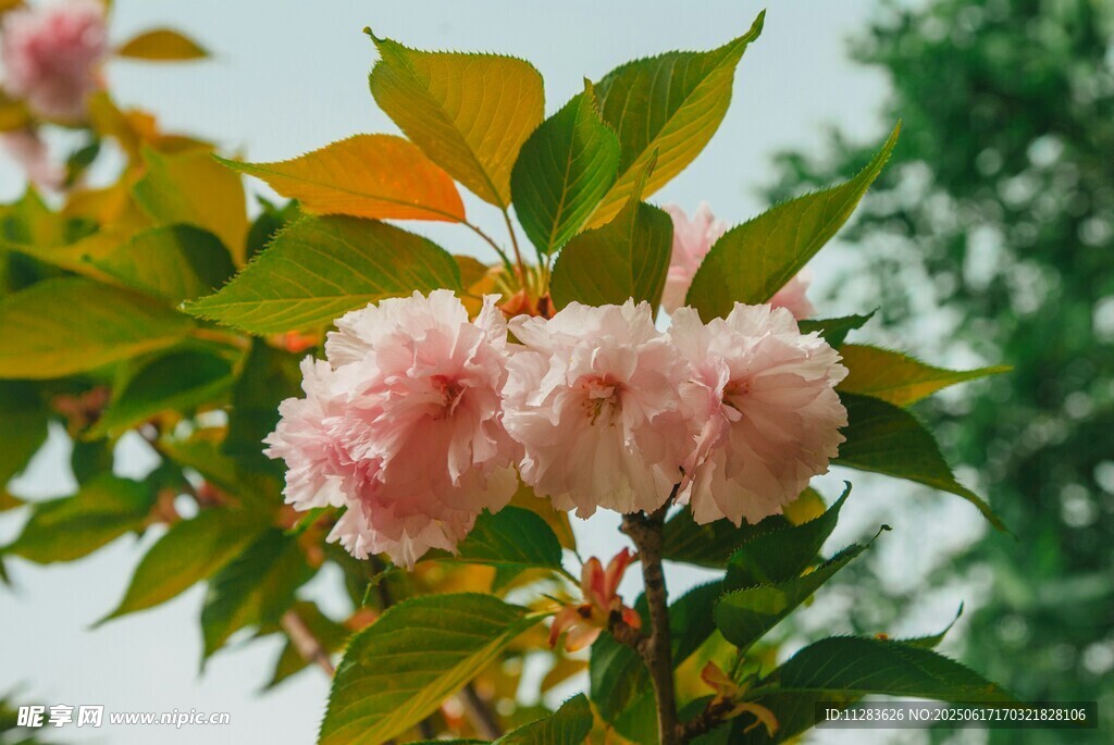 娇艳粉色樱花