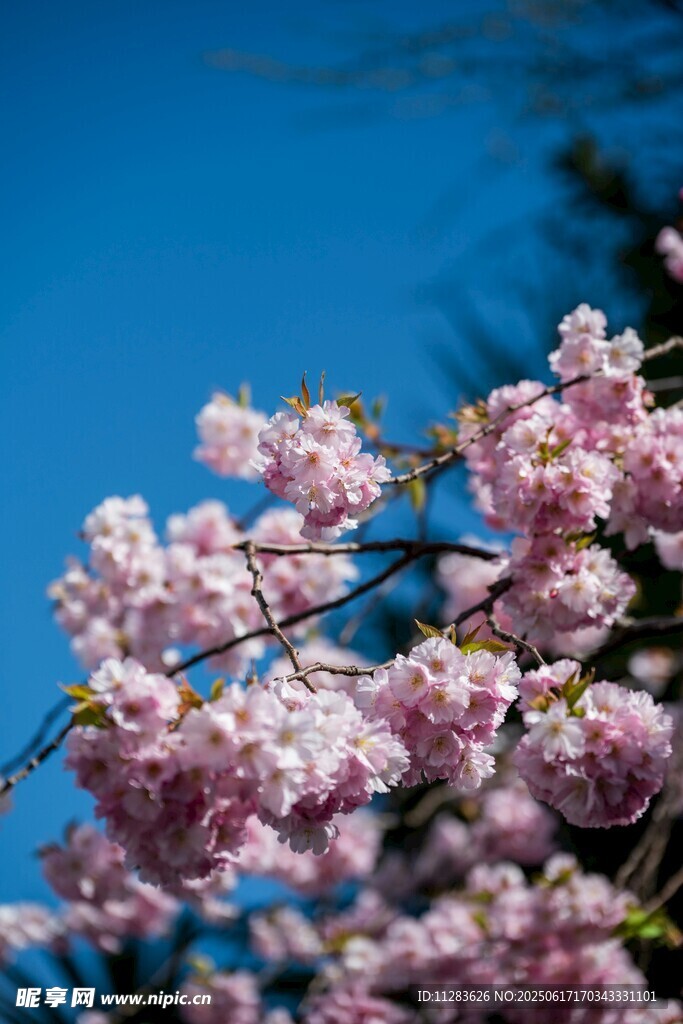 枝头绽放的粉嫩樱花