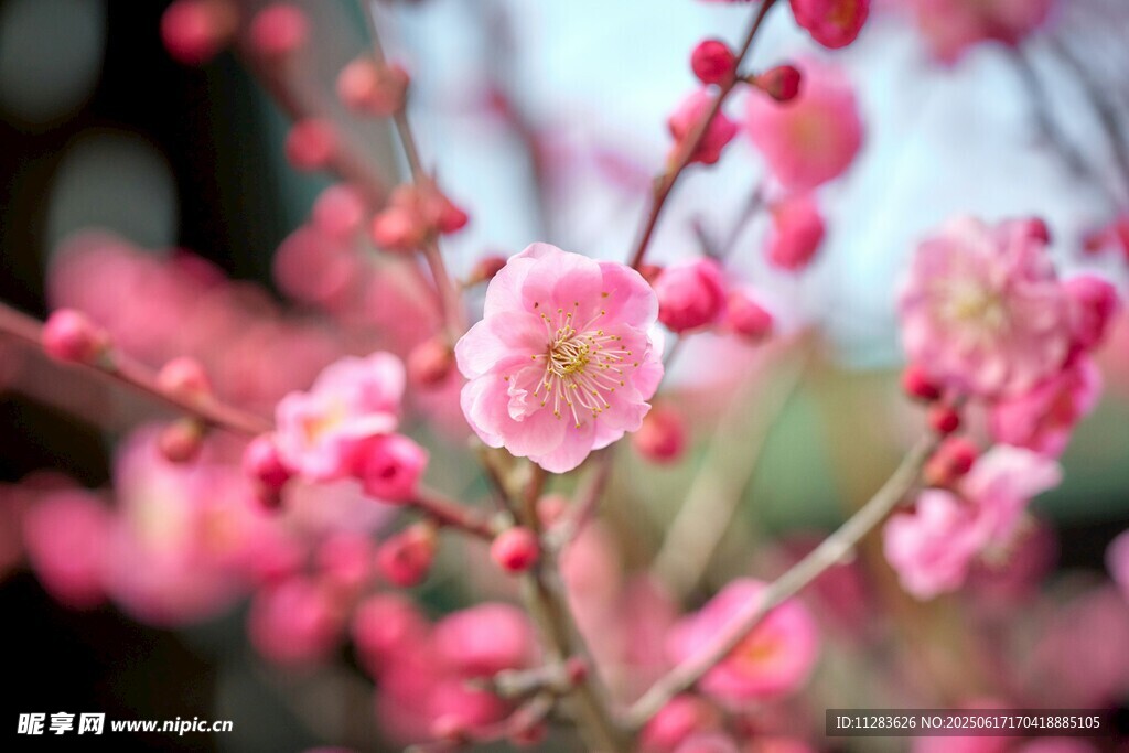 娇艳绽放的粉色梅花