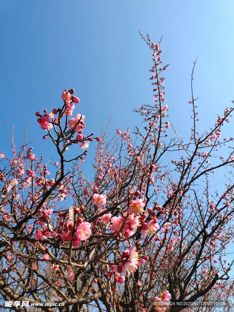 蓝天映衬下的粉嫩桃花