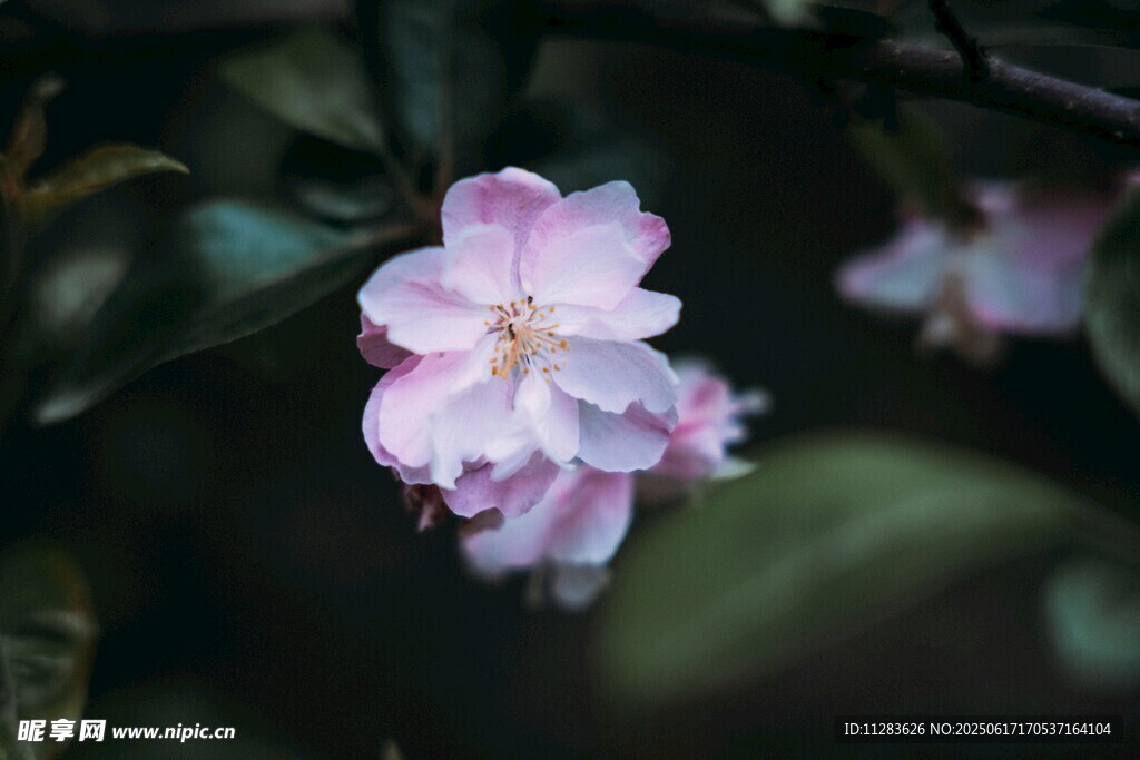 娇艳粉色桃花