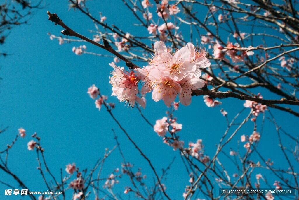 蓝天映衬下的粉嫩桃花